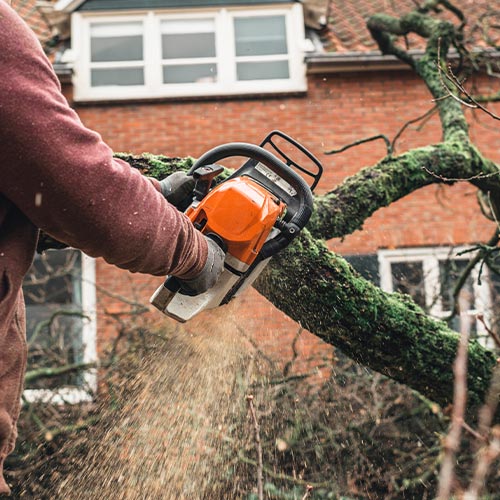 Tree Trimming