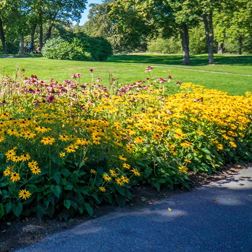 Flower Planting